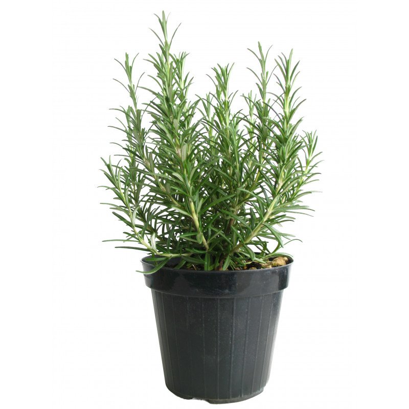 ROMARIN POT 14 CM