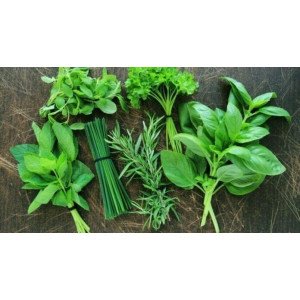 THYM SERPOLET POT 1L.1P