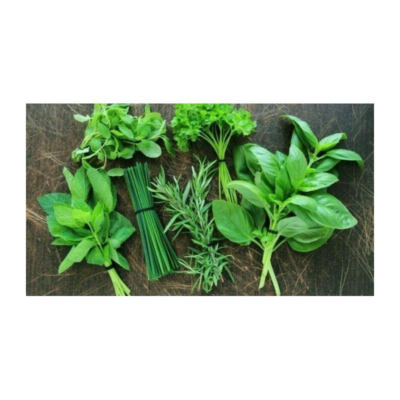 THYM SERPOLET POT 1L.1P