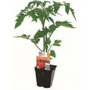 TOMATE COEUR DE BOEUF POT 1L