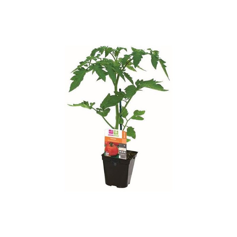 TOMATE ANDINE CORNUE POT 1L