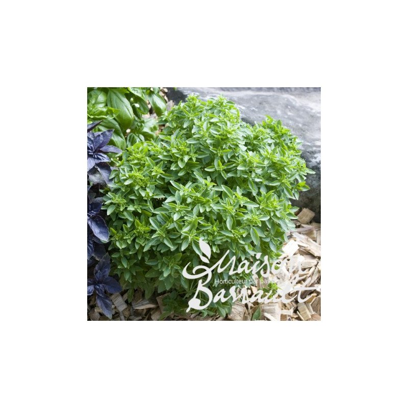 BASILIC FIN VERT
