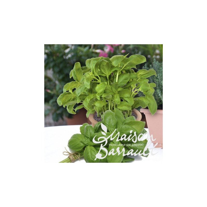 BASILIC GRAND VERT