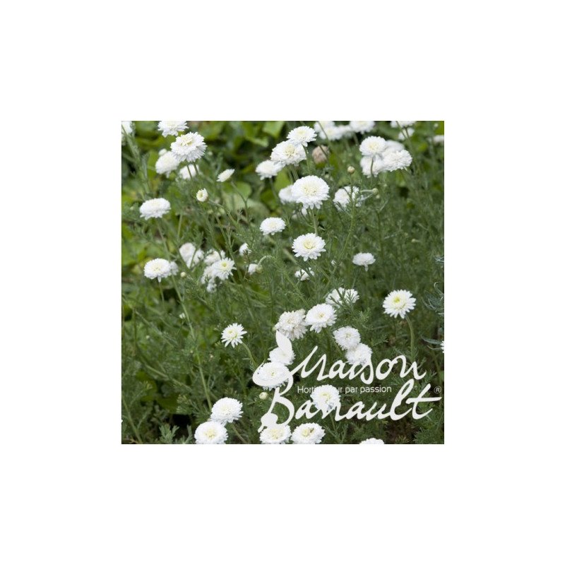 CAMOMILLE DOUBLE