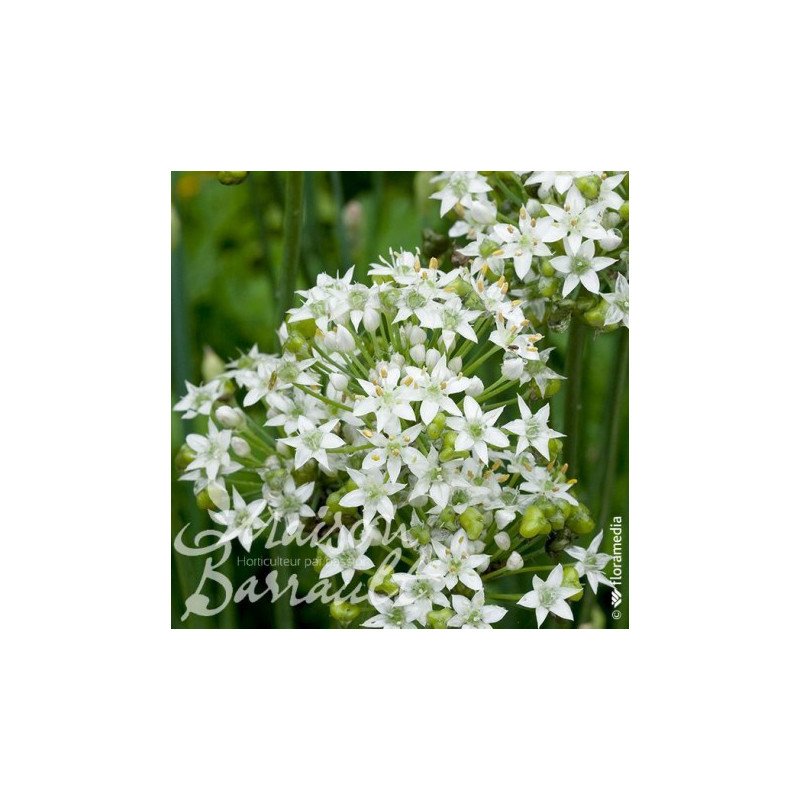 CIBOULAIL