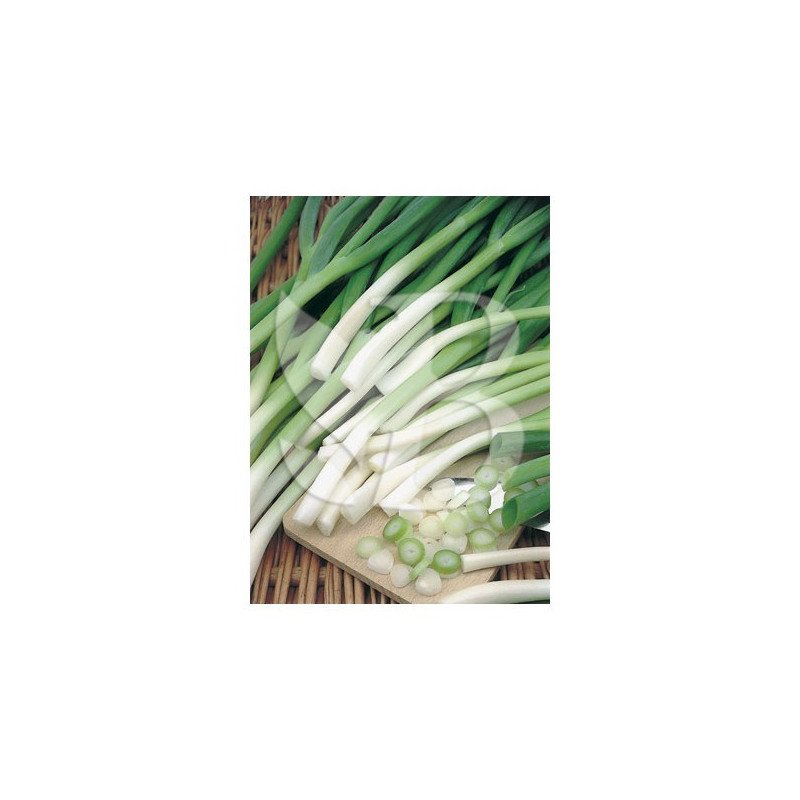 CIBOULE