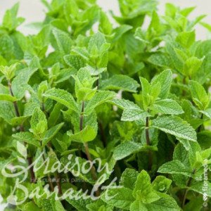 MENTHE HOLLYWOOD