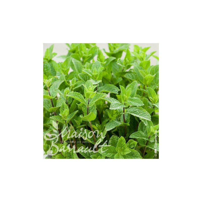 MENTHE HOLLYWOOD