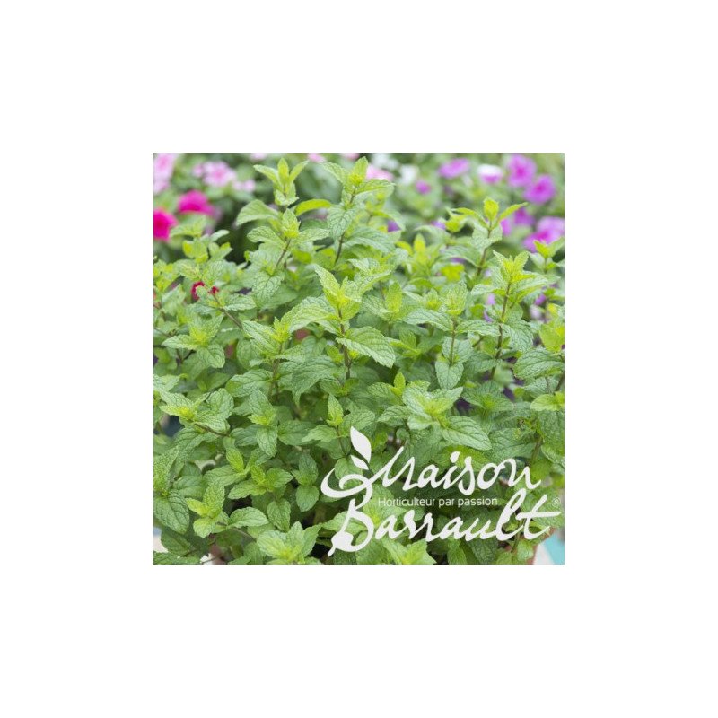 MENTHE POIVREE