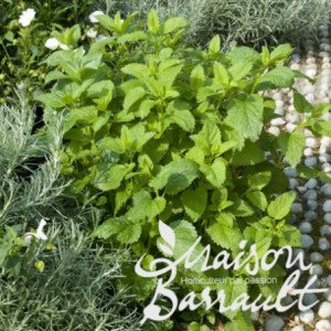 MENTHE VERTE