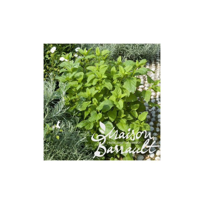 MENTHE VERTE