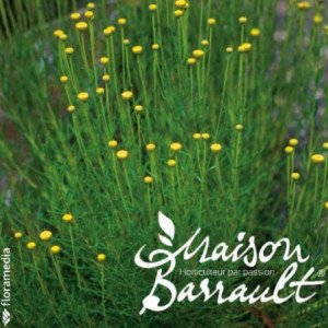 SANTOLINE SAVEUR OLIVE