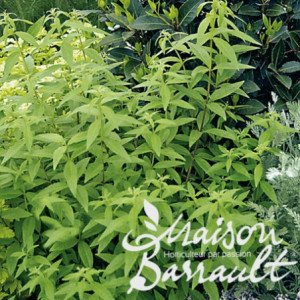VERVEINE CITRONNELLE