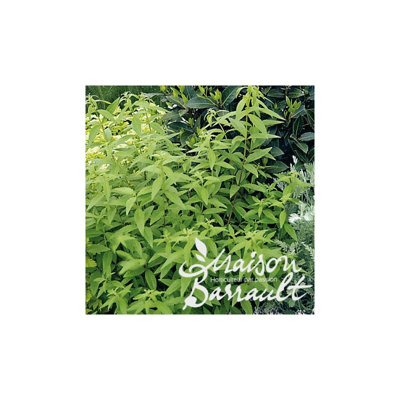 VERVEINE CITRONNELLE
