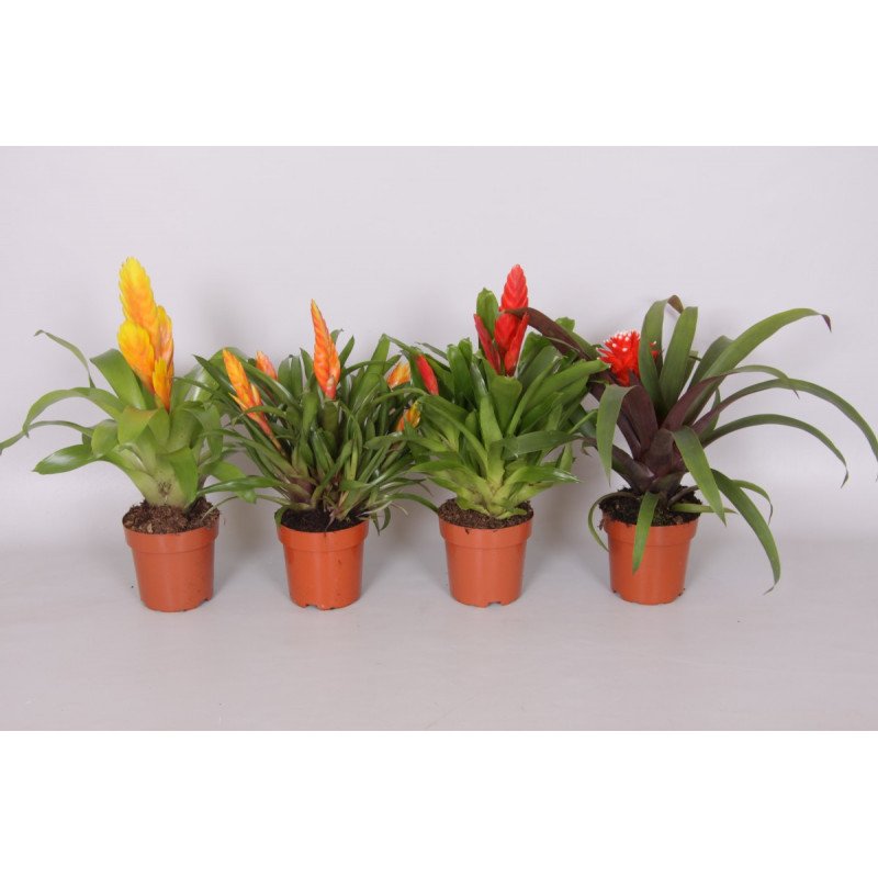 BROMELIA