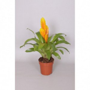 BROMELIA