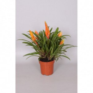 BROMELIA