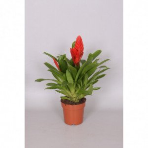 BROMELIA