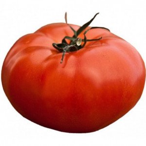 TOMATE "FOURNAISE"