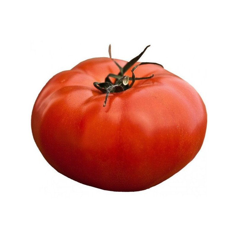 TOMATE "FOURNAISE"
