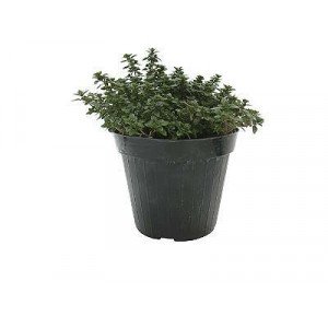 ORIGAN POT 14CM TOUFFE