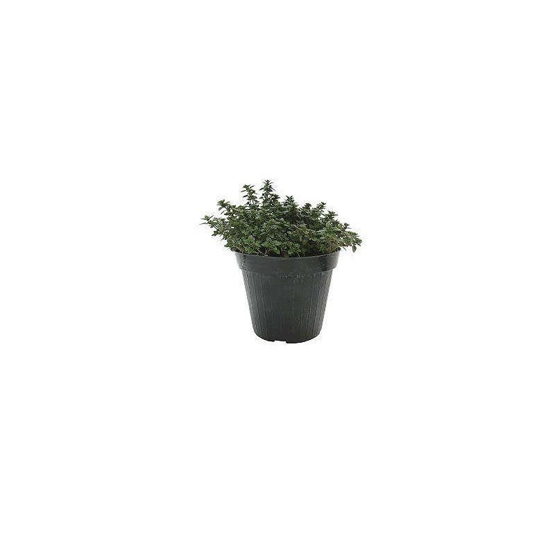 ORIGAN POT 14CM TOUFFE