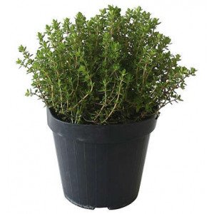 THYM CITRON POT 14CM