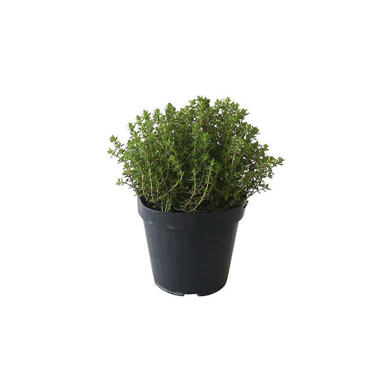 THYM CITRON POT 14CM