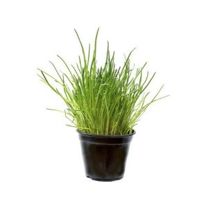 CIBOULETTE POT 1L