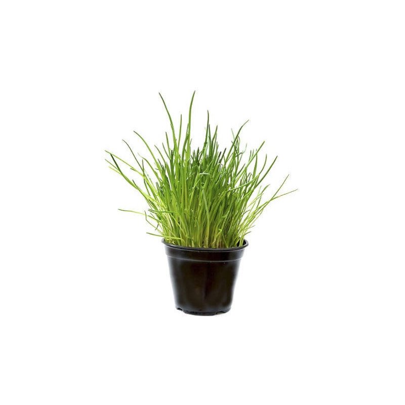 CIBOULETTE POT 1L