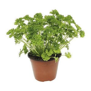PERSIL PLAT POT 1L
