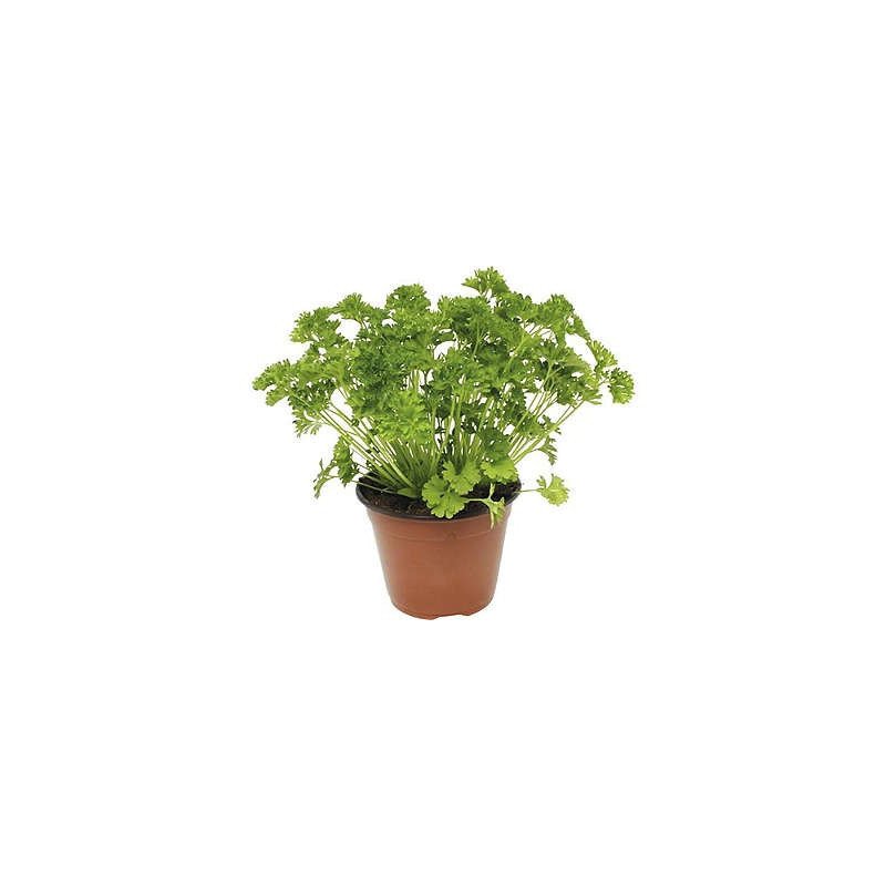 PERSIL PLAT POT 1L