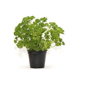 PERSIL FRISE POT 1L