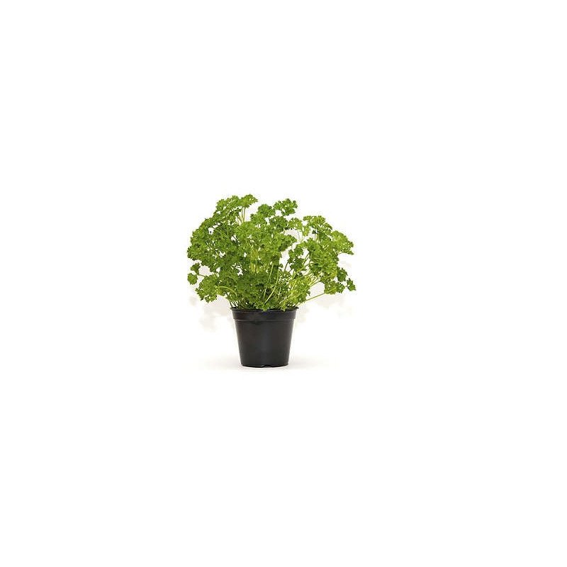 PERSIL FRISE POT 1L