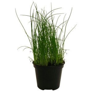CIBOULETTE POT 14CM