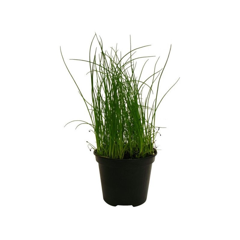 CIBOULETTE POT 14CM
