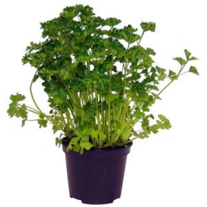 PERSIL PLAT TOUFFE POT DE 14 CM