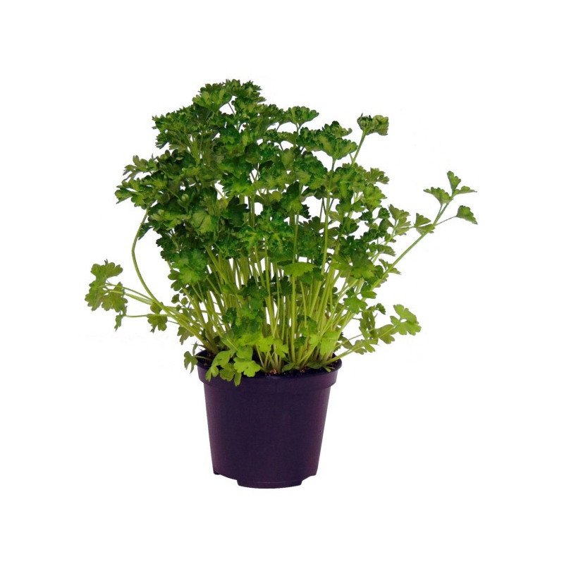 PERSIL PLAT TOUFFE POT DE 14 CM